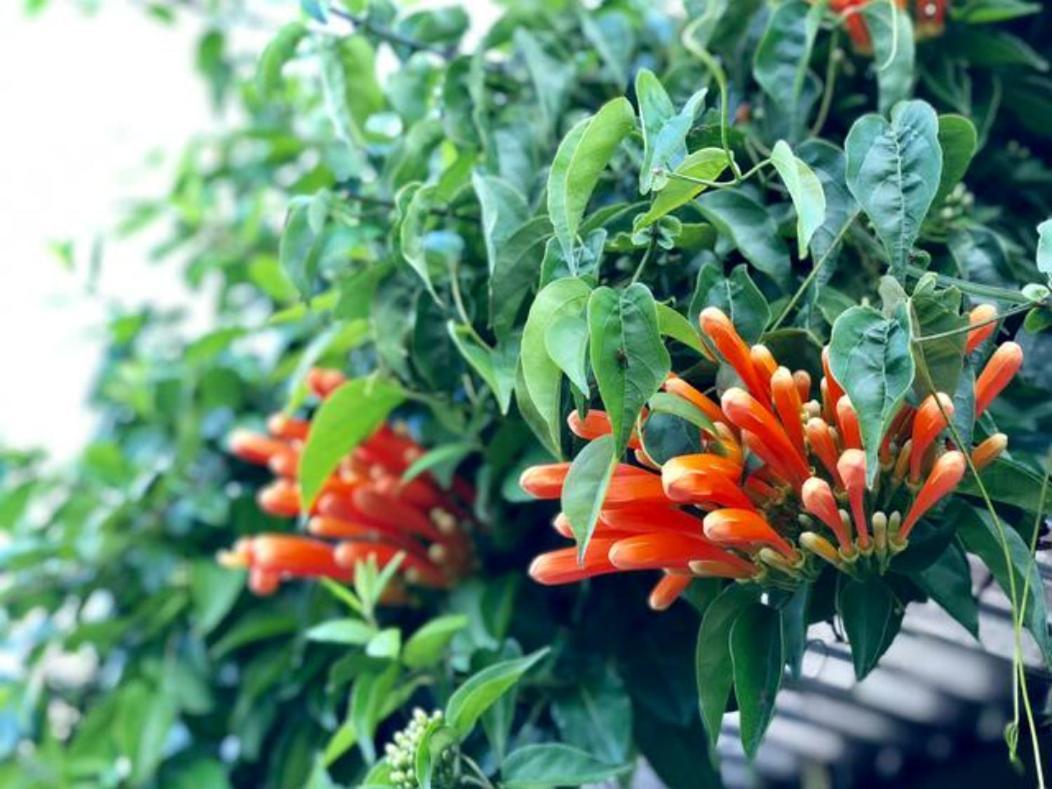 Coffee Garden Ranch Costa Rica Apartment Concepcion  Bagian luar foto